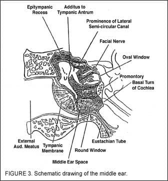 tympanic membrane landmarks