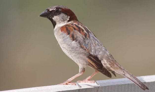 Researcher Finds Gender Differences In Seasonal Auditory Changes in Sparrows
