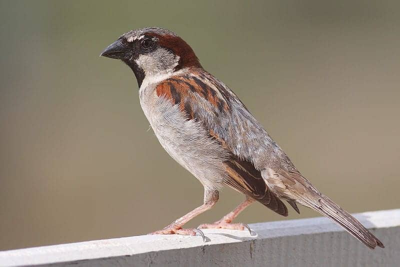 Researcher Finds Gender Differences In Seasonal Auditory Changes in Sparrows