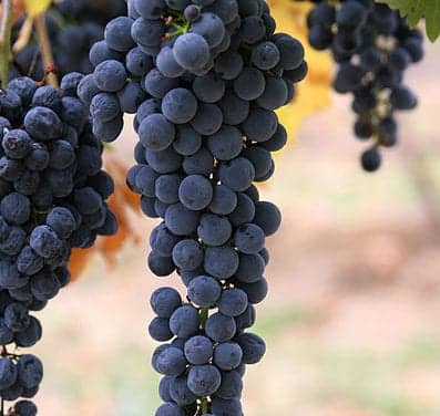 Resveratrol Shows Promise to Protect Hearing and Cognition