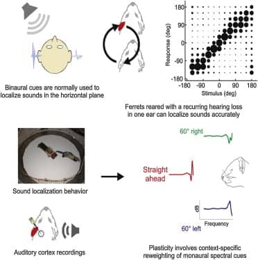 Ferret Study Points to New Otitis Media Therapies for Children