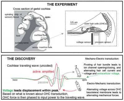 New Findings on Cochlea’s Sound Processing May Lead to Better Implants