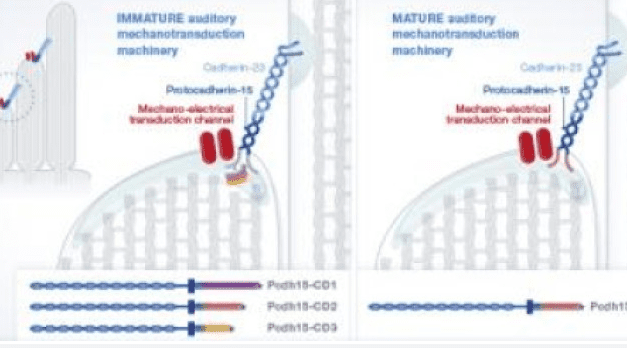 Hearing Protein Required to Convert Sound into Brain Signals