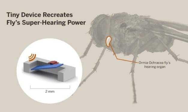 A Fly’s Super-Hearing Power Could Aid Humans