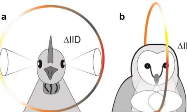 Study Shows How Birds Localize Sound