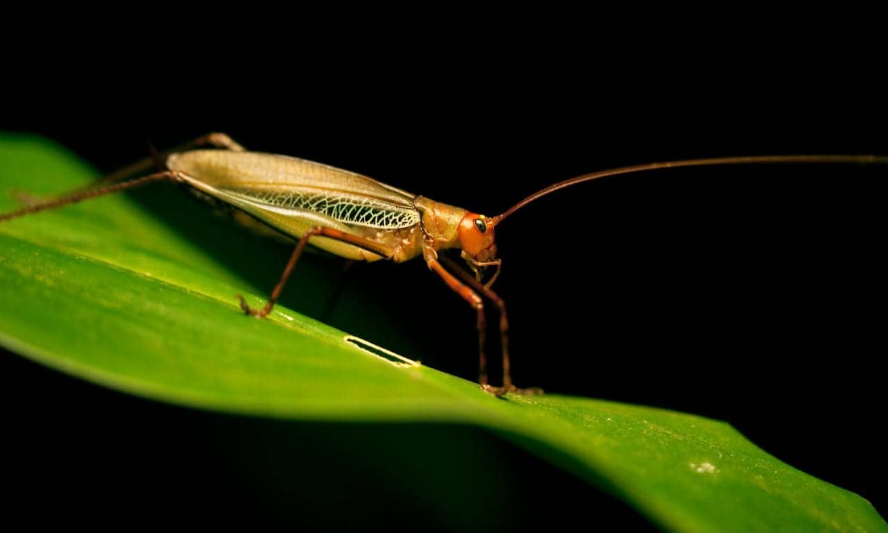 Insect Hearing Research May Advance Hearing Technology