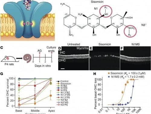 Revision to Antibiotic Could Eliminate Risk of Hearing Loss