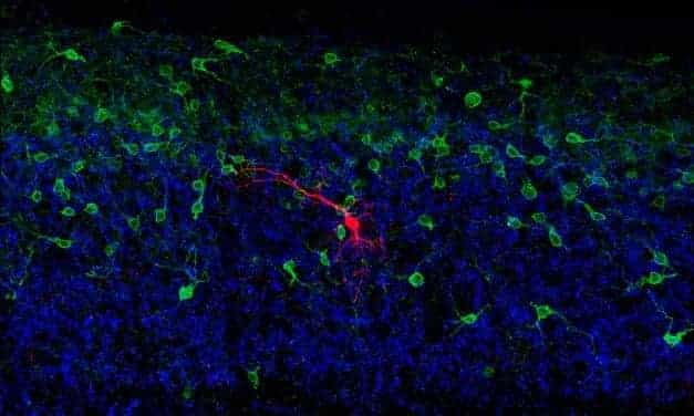 Researchers Discover “Spinal Circuit” Aids Balance