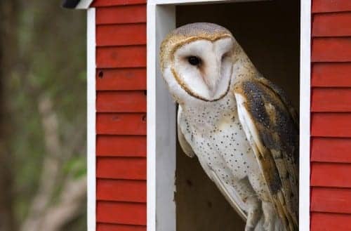 Barn Owls May Retain Hearing Into Adulthood, Researchers Find