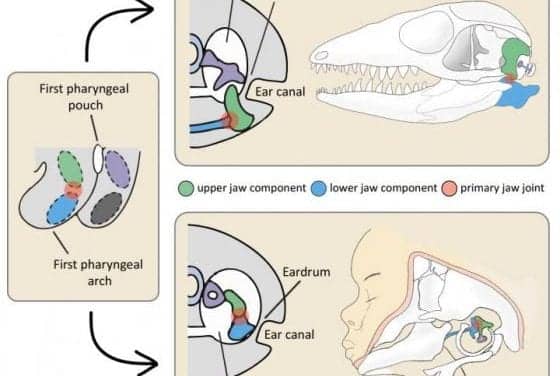 Scientists Determine How Eardrum Evolved in Mammals