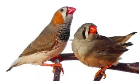 zebra finches are good research model for auditory function