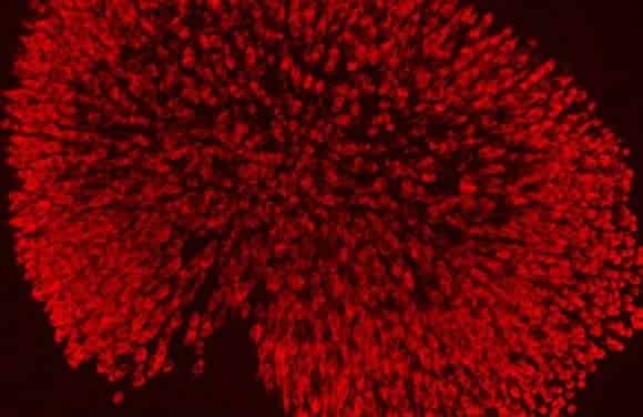Scientists Identify Genes Responsible for Inner Ear Development