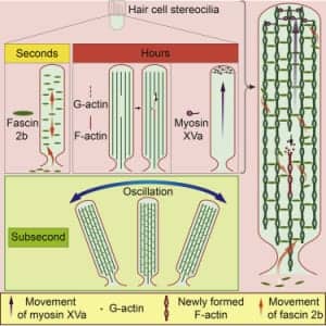 protein movement in hair cells of inner ear