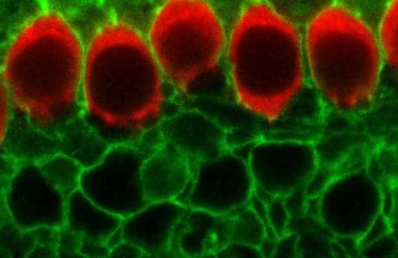 Cells in Developing Ear Make ‘Sounds’ on Their Own