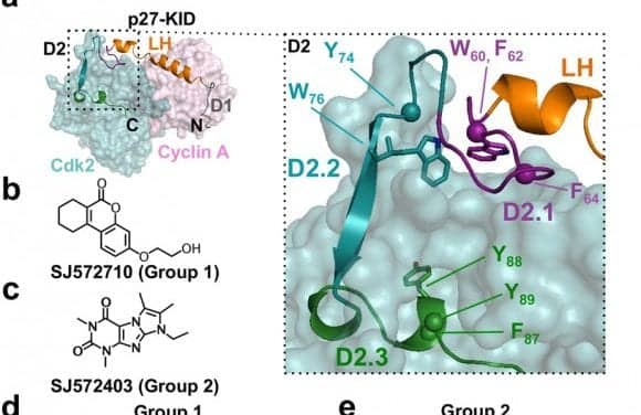 Molecule Discovery May Help Advance Hearing Restoration