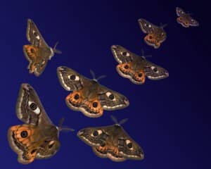 moths survive by their hearing