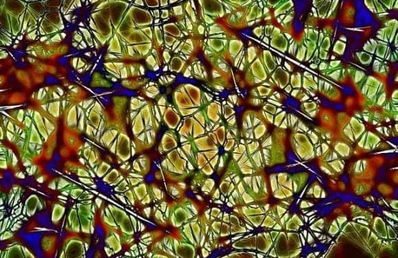 Vestibular System Plays Key Role in Sensing Our Direction, Study Finds