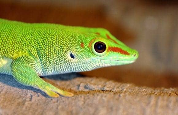 Scientists Show How Animals with ‘Coupled Ears’ Localize Sound