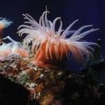 Proteins from Sea Anemones May Rescue Damaged Hearing