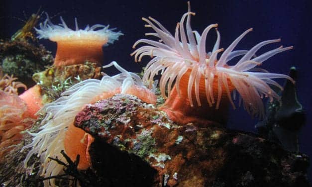 Proteins from Sea Anemones May Rescue Damaged Hearing