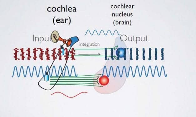 Researchers Identify Precise Components of Auditory Mapping