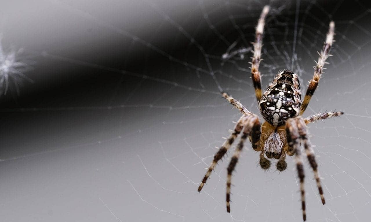 NIH Awards $1.84M to Develop Spider-Inspired Ear Canal Probe for OAE Detection