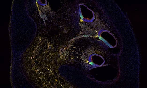 University of Bern Team Publishes Research Related to Hearing Loss Treatment