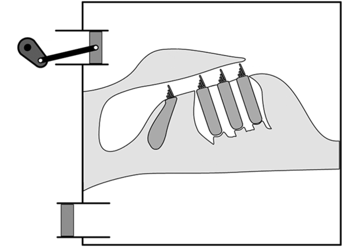 hearing-mechanism-1200x867.gif
