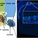 Researchers Restore Hearing via Gene Therapy in Deaf Mouse Model