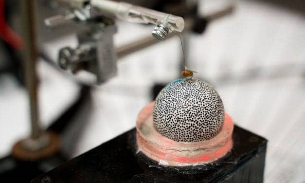 Researchers Study Temporal Pattern Recognition in Flies