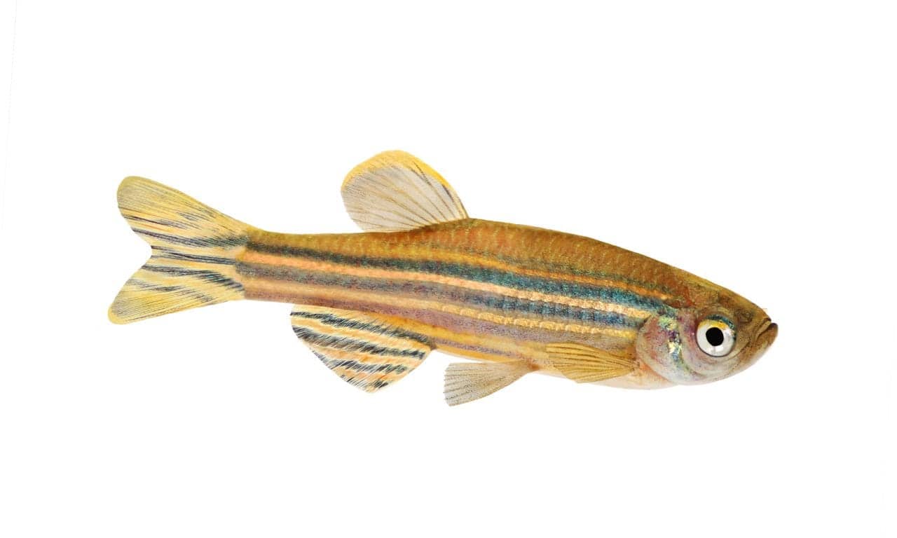 Researchers Study Link Between Hair Cells and Genetic Factors in Zebrafish