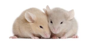 A study examines the protein regulating speech