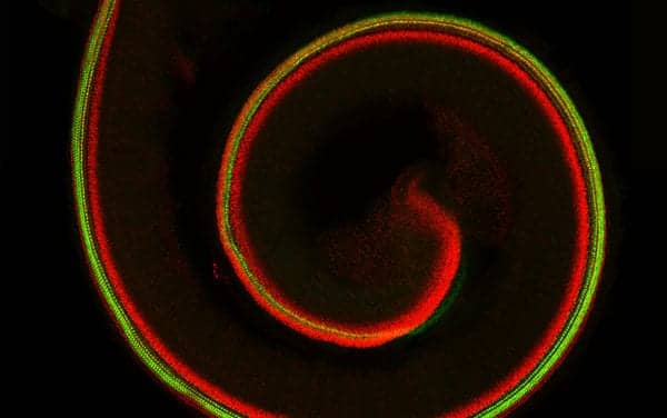 USC Stem Cell Study Traces Evolution of Organ of Corti