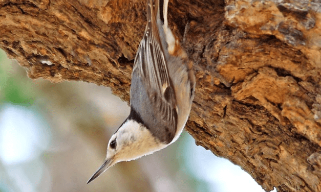 Noise and Light Can ‘Profoundly’ Alter Bird Reproduction, Cal Poly Study Finds