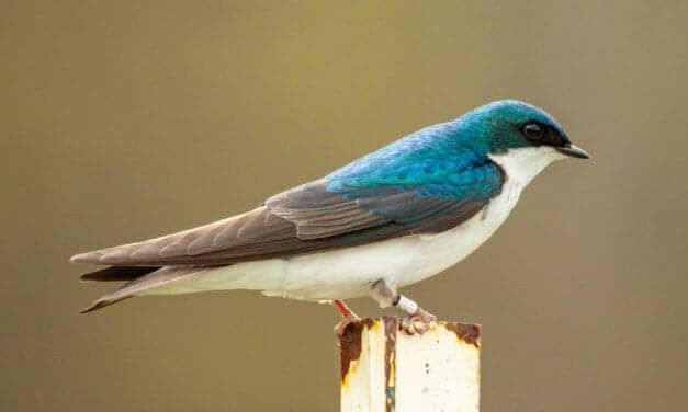 Loud Noise May Affect Songbirds’ Reproduction