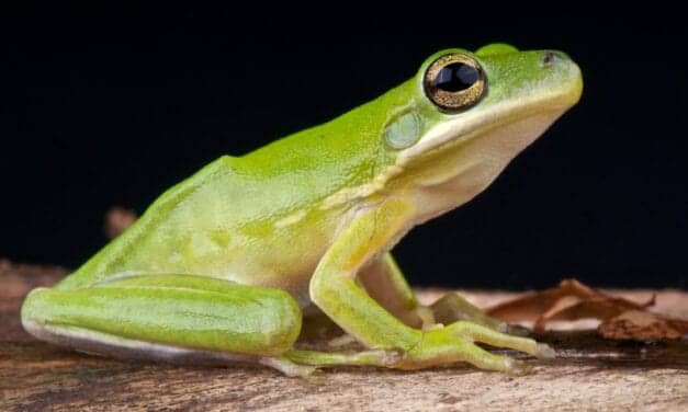 Frogs’ Lungs Act As ‘Noise-canceling’ Headphones