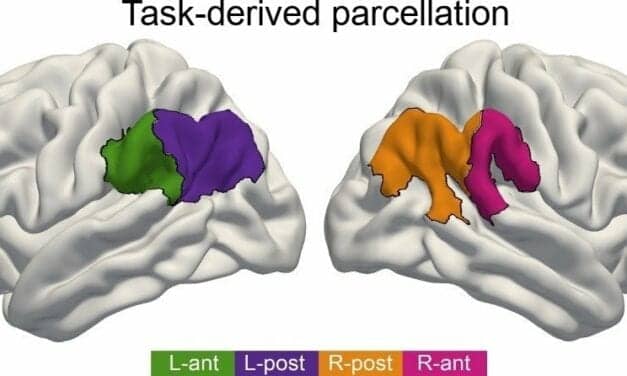 Brain Areas Work Together During Language Tasks
