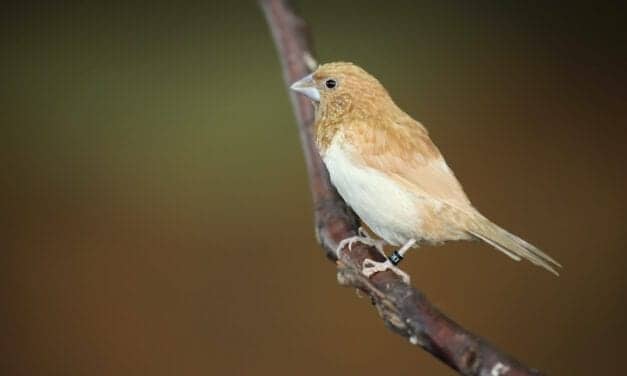 Language Evolution Related to Self-domestication of Humans