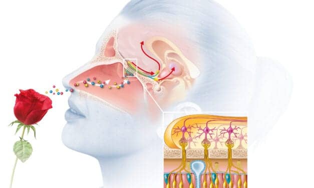 Cochlear Nasal Implant to Treat Smell Loss From COVID