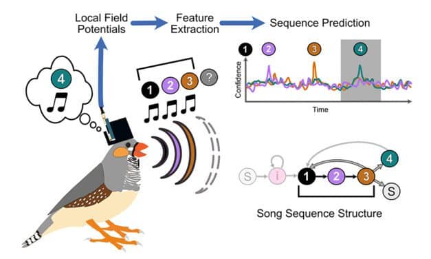Bird Vocalizations May Help Vocal Prostheses