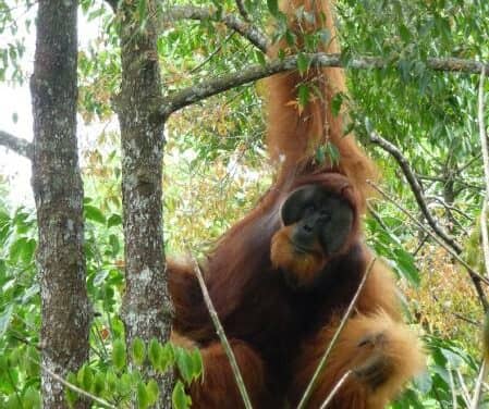 Evolution Model of Human Speech Re-examined