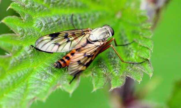 Translating Insect Defense Signals into Sound