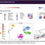 Researchers Map Noise-Induced Hearing Changes