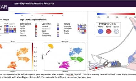 Researchers Map Noise-Induced Hearing Changes