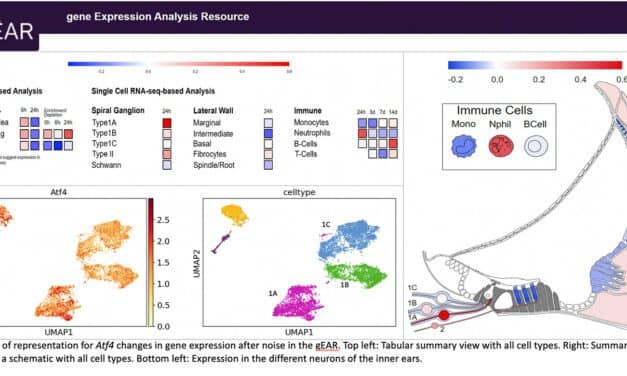 Researchers Map Noise-Induced Hearing Changes