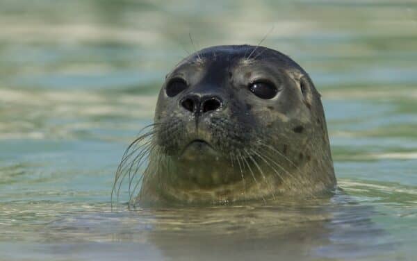 Baby Seals Exhibit Vocal Flexibility