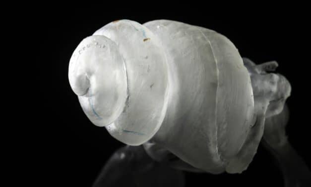 Improving Hearing Aid Technology by Studying Inner Ear