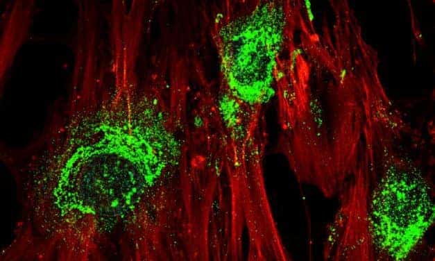 Sound Waves Could Help Regrow Bones