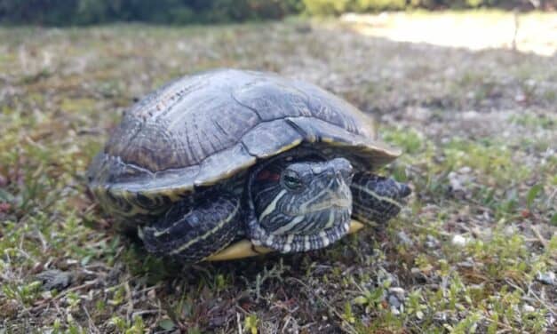Turtles Experience Hearing Loss From Underwater Noise