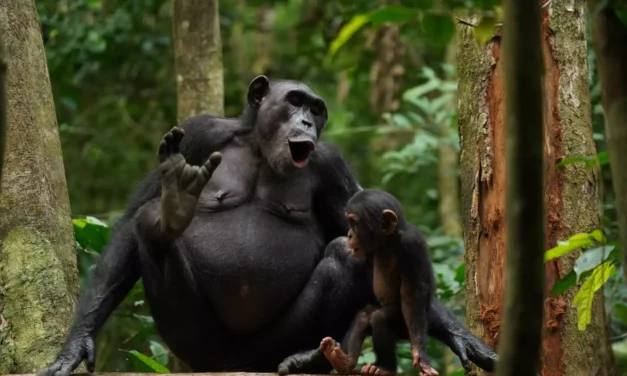 Primate Communication Provides Insight Into Human Language